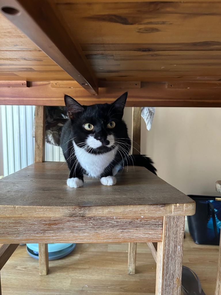 Kitten 