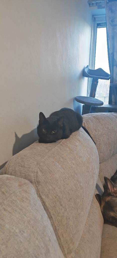 Oreo 