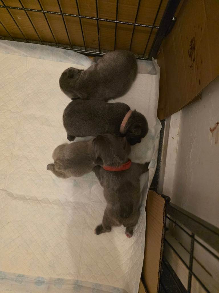 French bulldog puppies