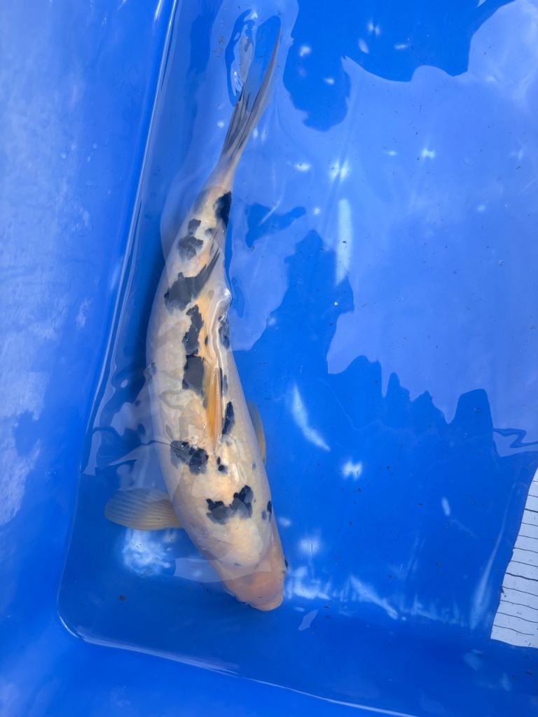 Japanese koi for sale