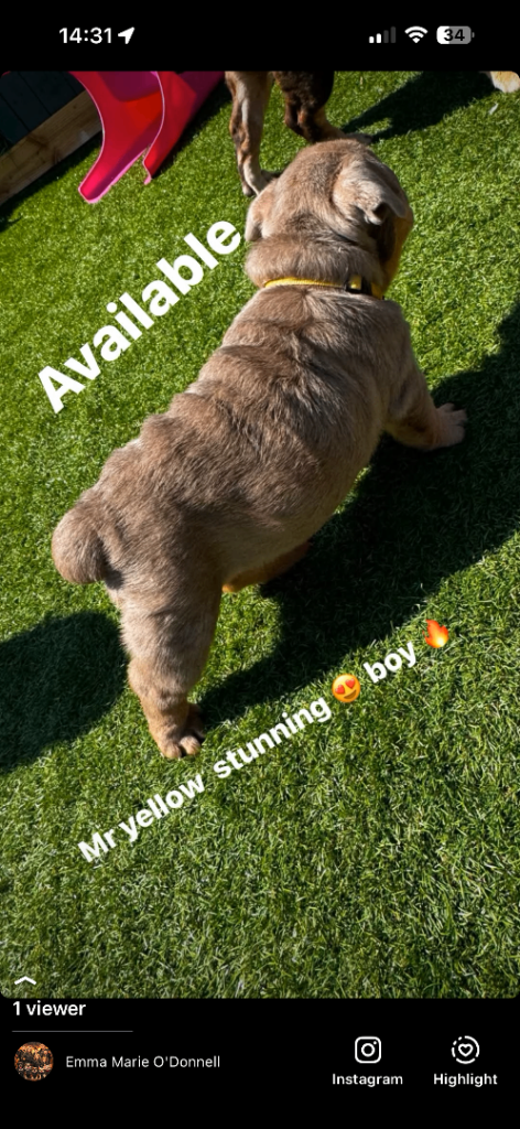 Bull dog puppies 