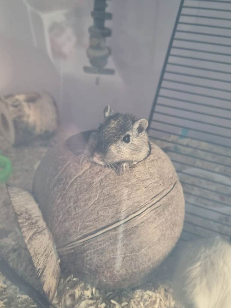 2 gerbils plus small set up 