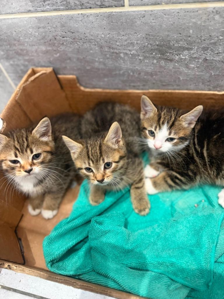 Beautiful kittens