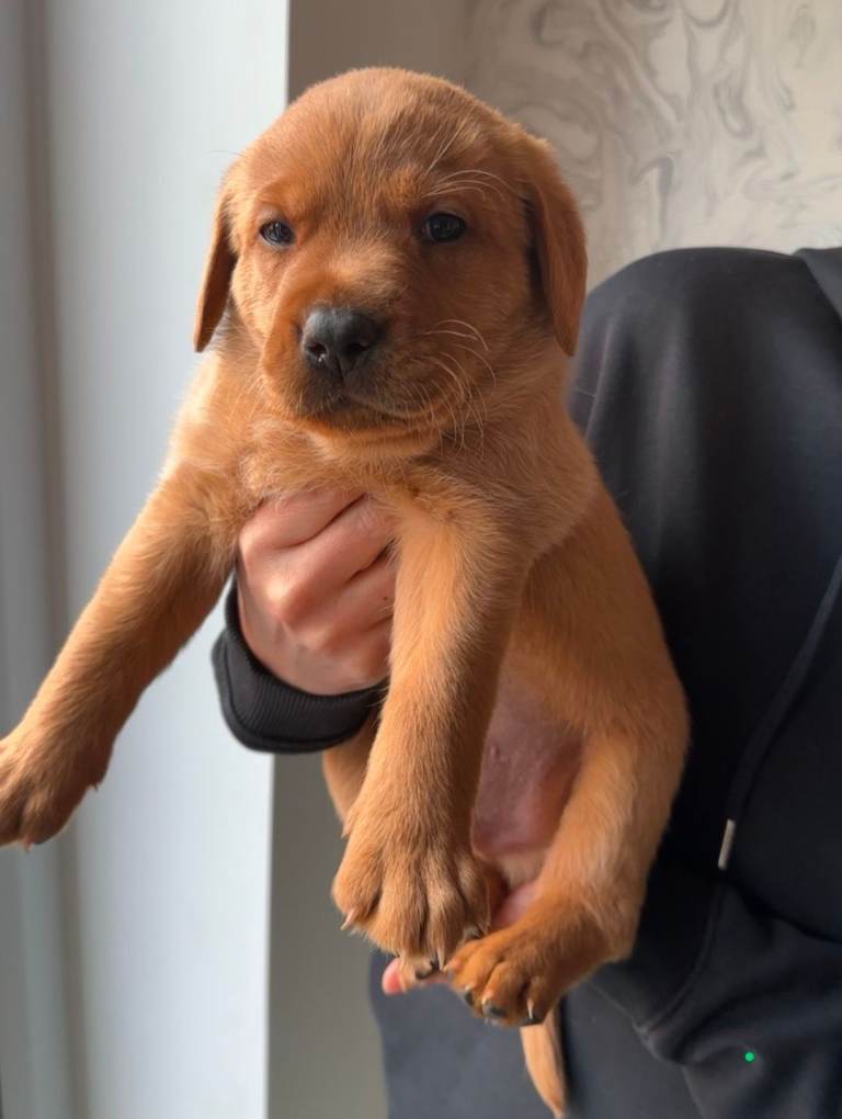 Foxy red Labrador puppies