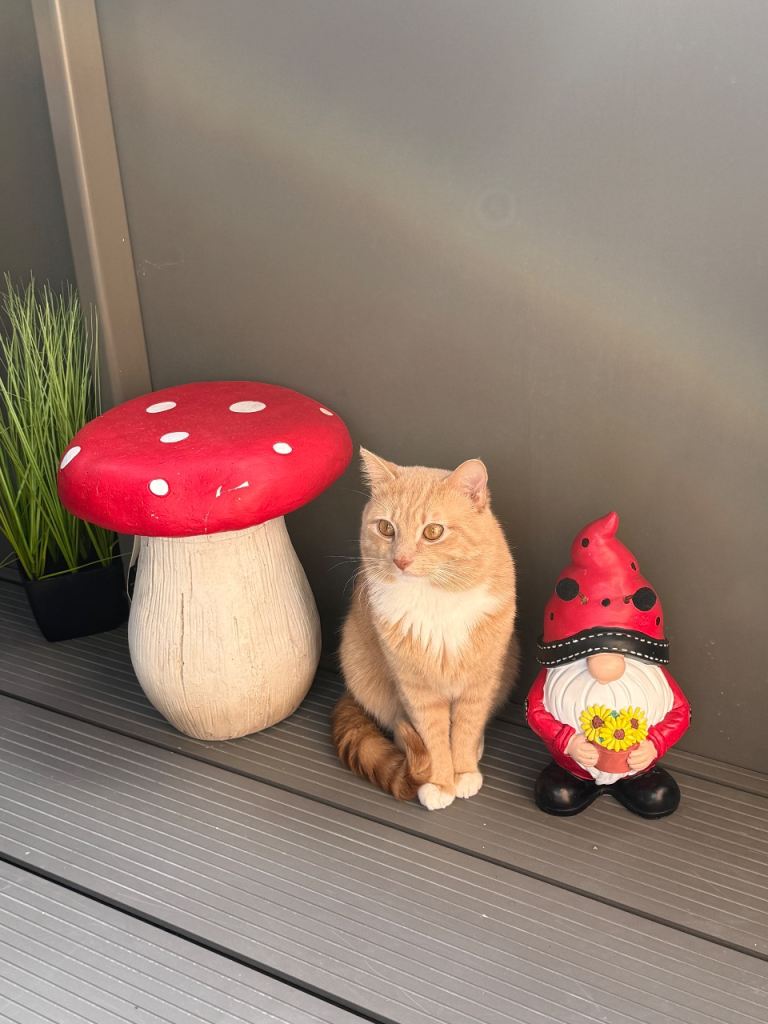 Gorgeous Ginger and White Male Cat