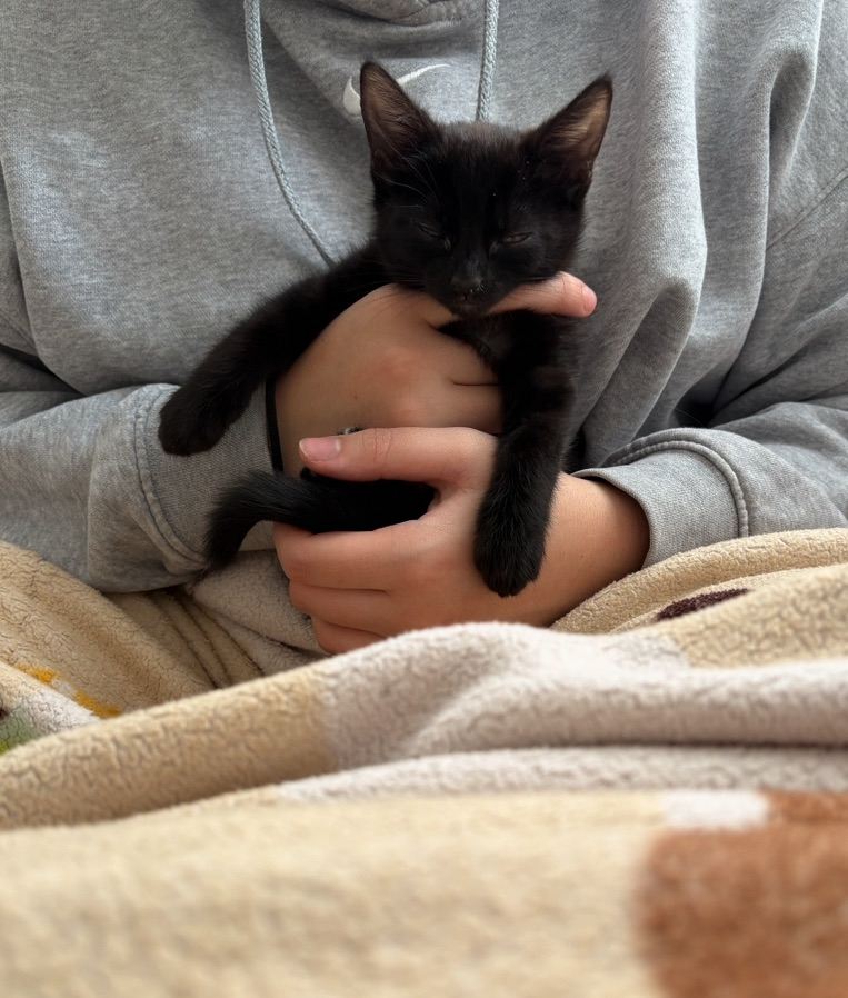 BEAUTIFUL KITTEN FOR SALE £90