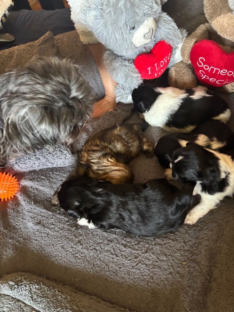 Shih tzu puppies
