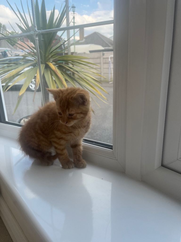Ginger kitten 