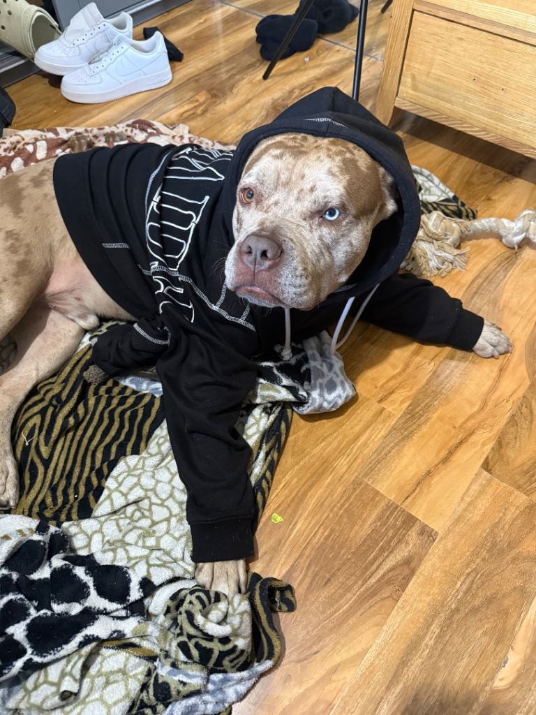 Male American Bulldog (Rehome) ASAP