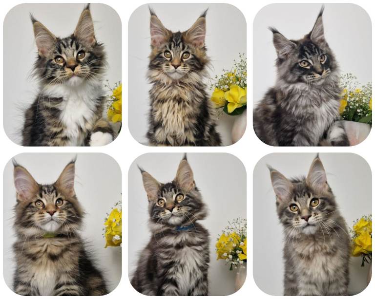 READY TO GO TICA registered maine coon kittens 