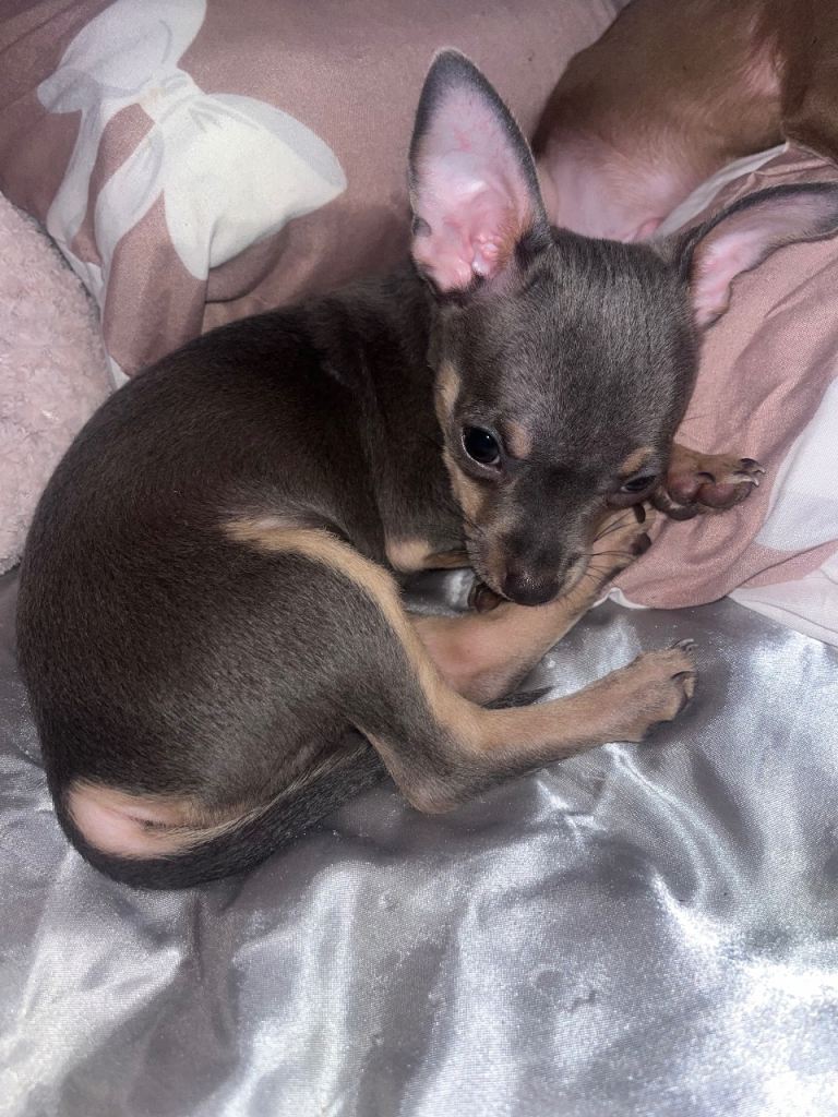 NEED NEW HOME ASAP Beautiful blue coloured short hair Chihuahua ready for his new home