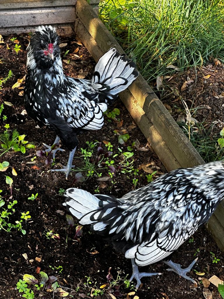 2 bantam polish boys 
