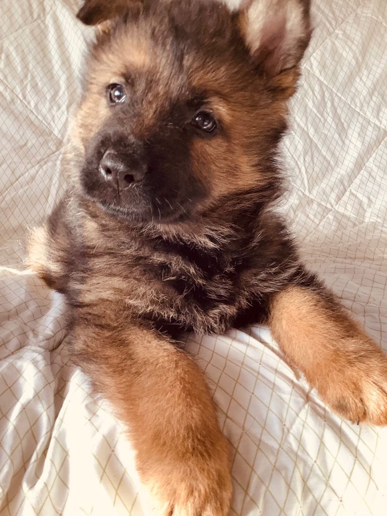 Stunning german puppy . Ready to leave from Friday 9th April, now vaccinated and vet checked