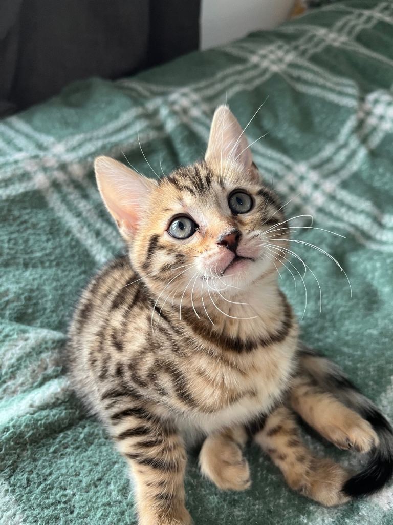 Adorable tabby x bengal kitten girl 