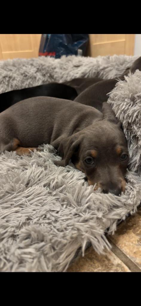 Miniature dachshund puppies
