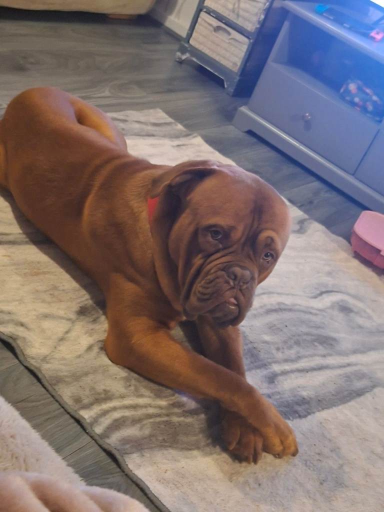 Dogue de bordeaux 