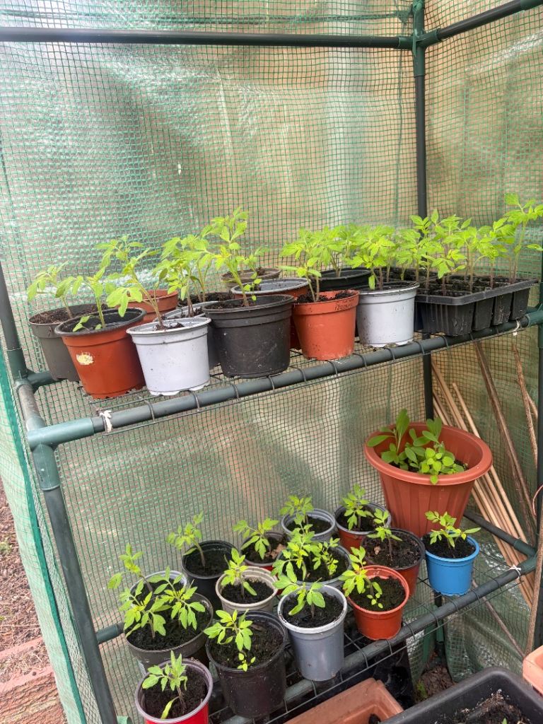 Tomato plants 