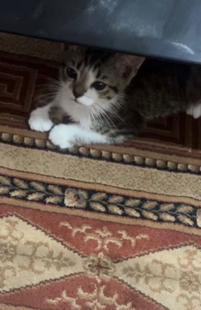 Domestic short hair kitten
