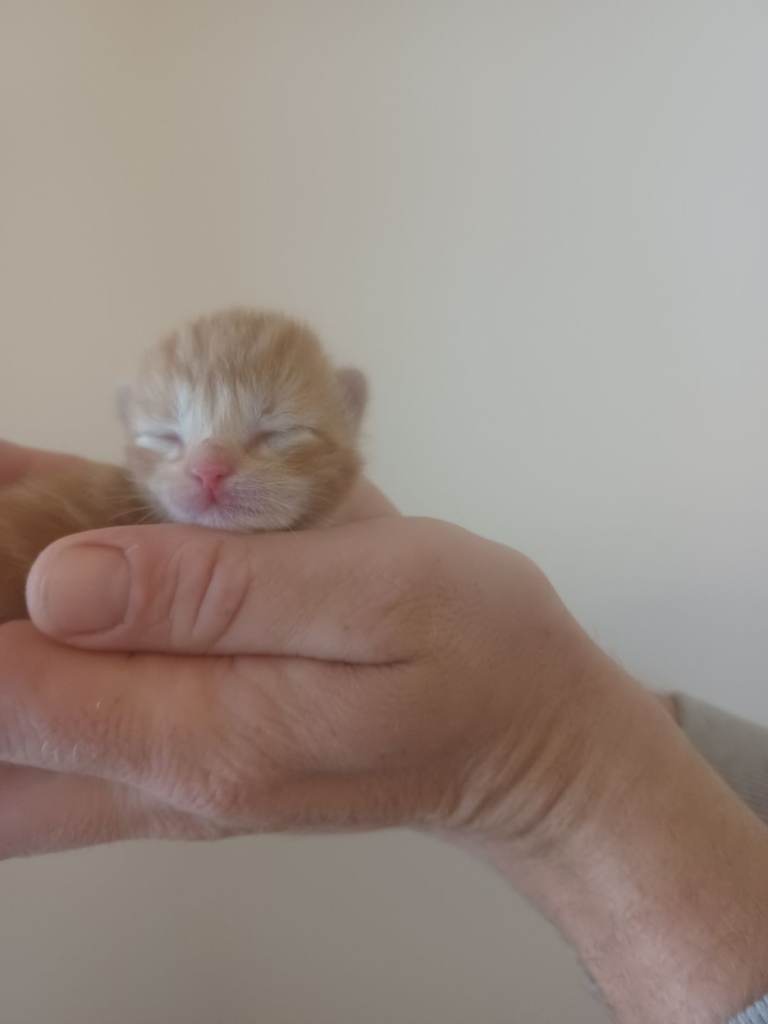 Kittens 