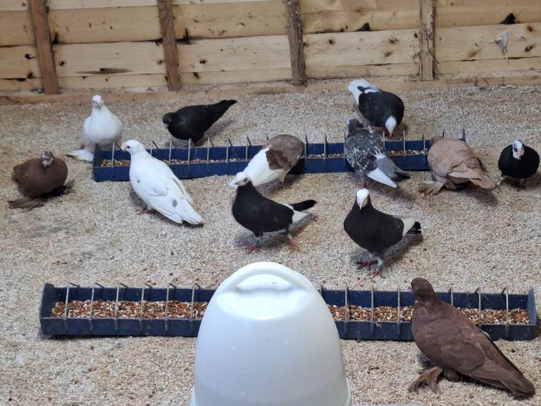 Birds 