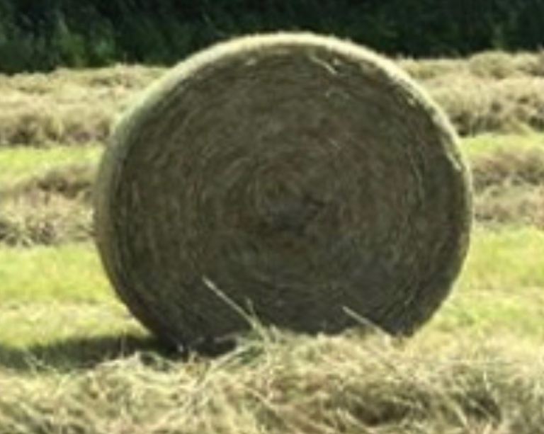 Hay - Round bales of hay