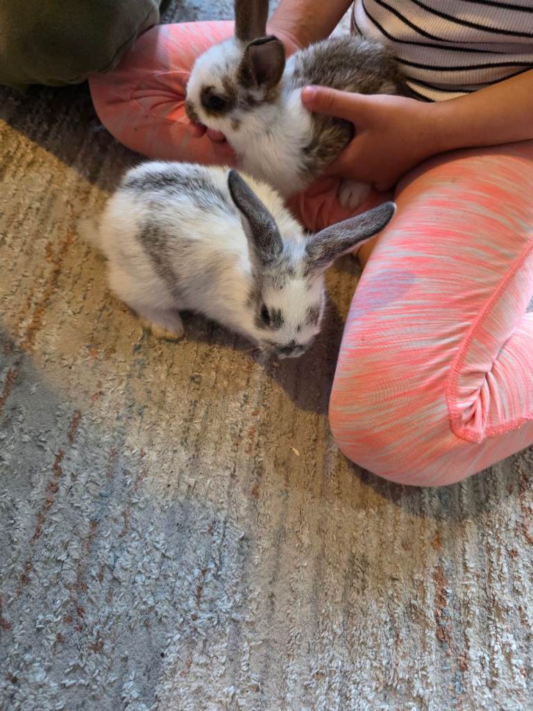 Bunnies 