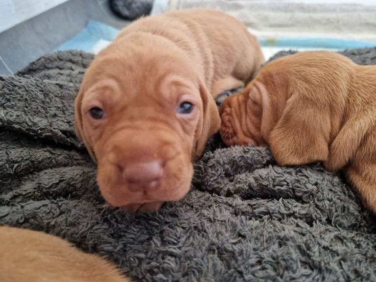 Hungarian vizsla KC puppies for sale