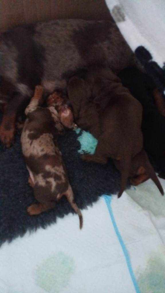 Miniature dachshund puppies 