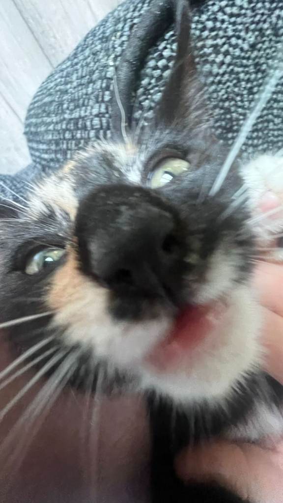 Female kitten for sale