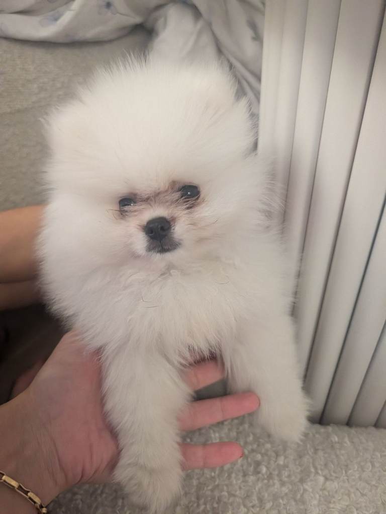 Pomeranian puppy 2.5 months KC registered pure breed