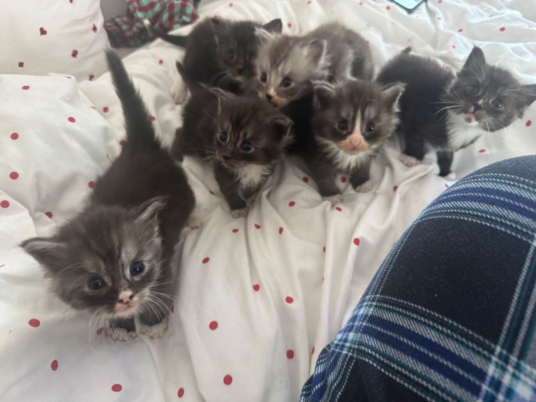 Registered Maine Coon kittens 