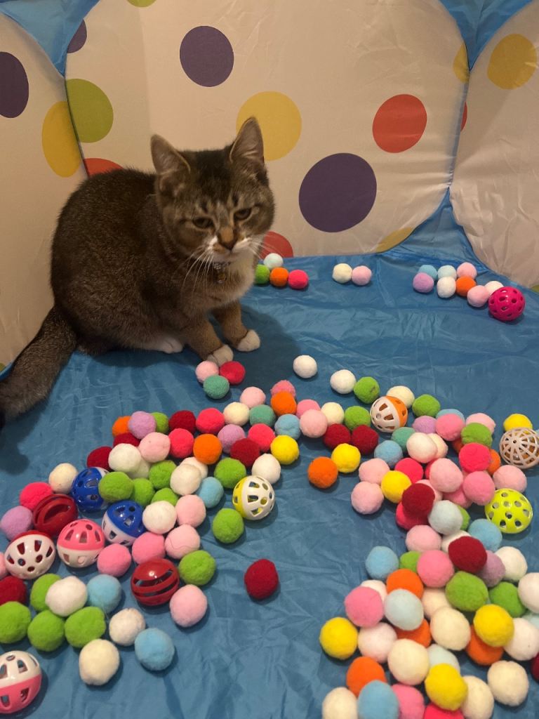 Boy kitten with free cat house and scratcher