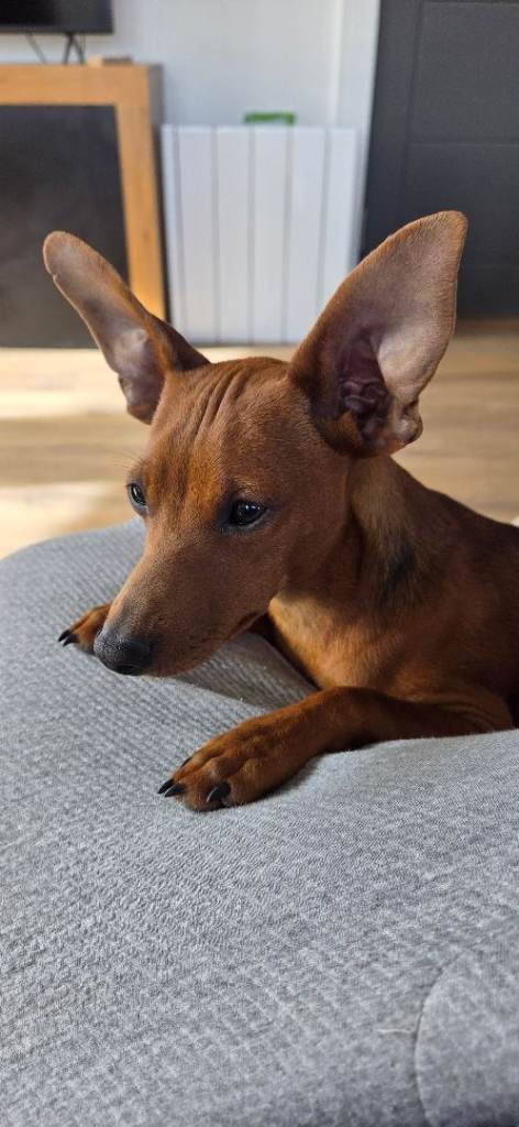 Miniature Pinscher Puppy For Sale, Fife