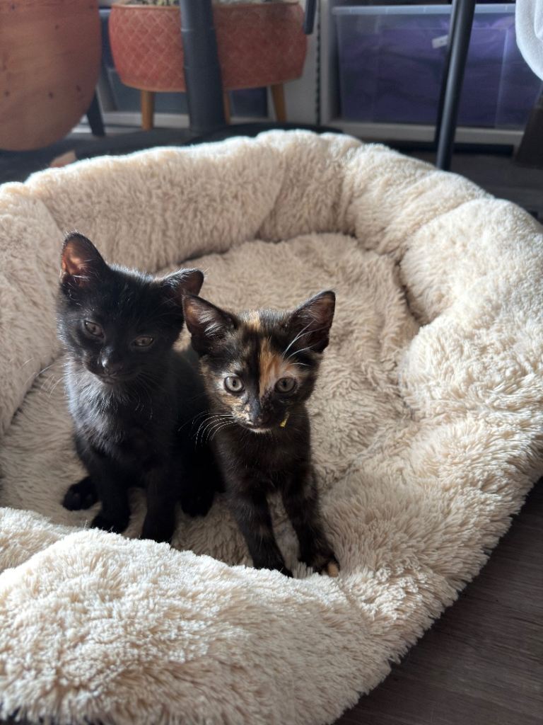 Sweet Kittens looking for there 4Ever Homes