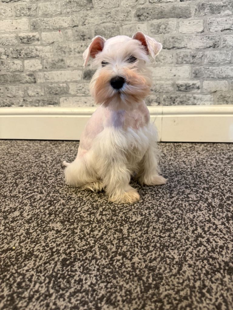 Miniature schnauzer puppies 