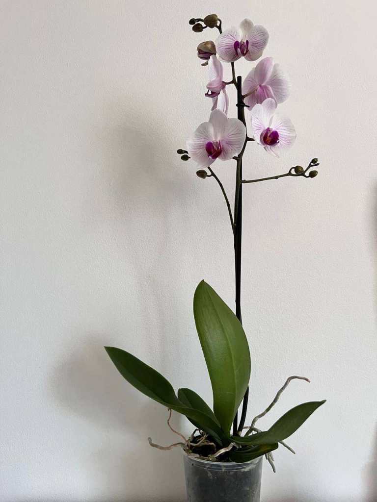 Beautiful Orchid for sale