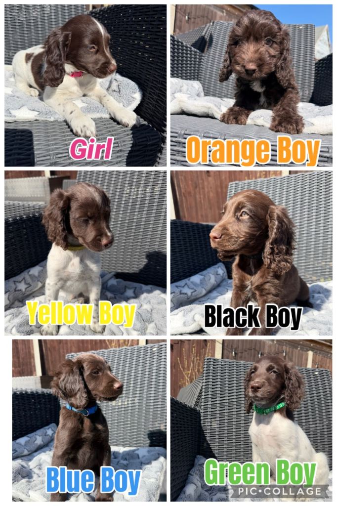 Beautiful Springer Cross Cockapoo Puppies