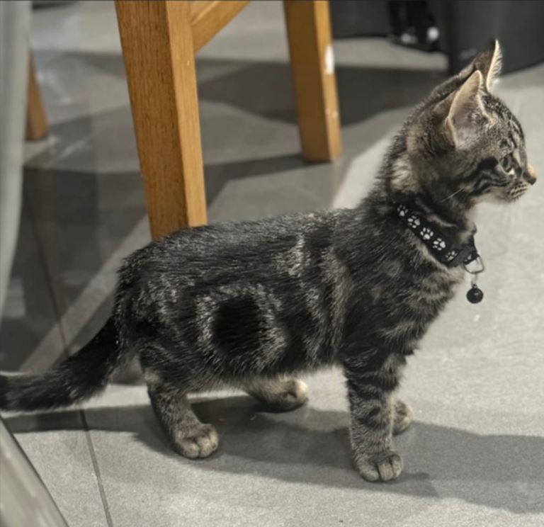 STUNNING MIX BENGAL BOY!
