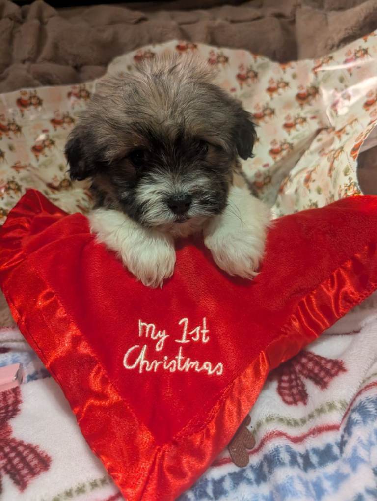 Tiny biewer terrier puppies 