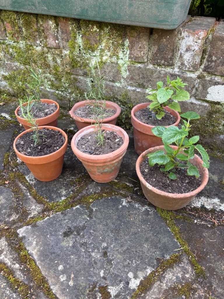Rosemary and lemonbalm in rustic terracotta pots £5 each