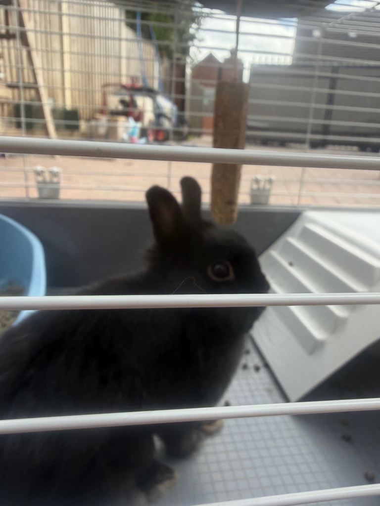 Black rabbit 
