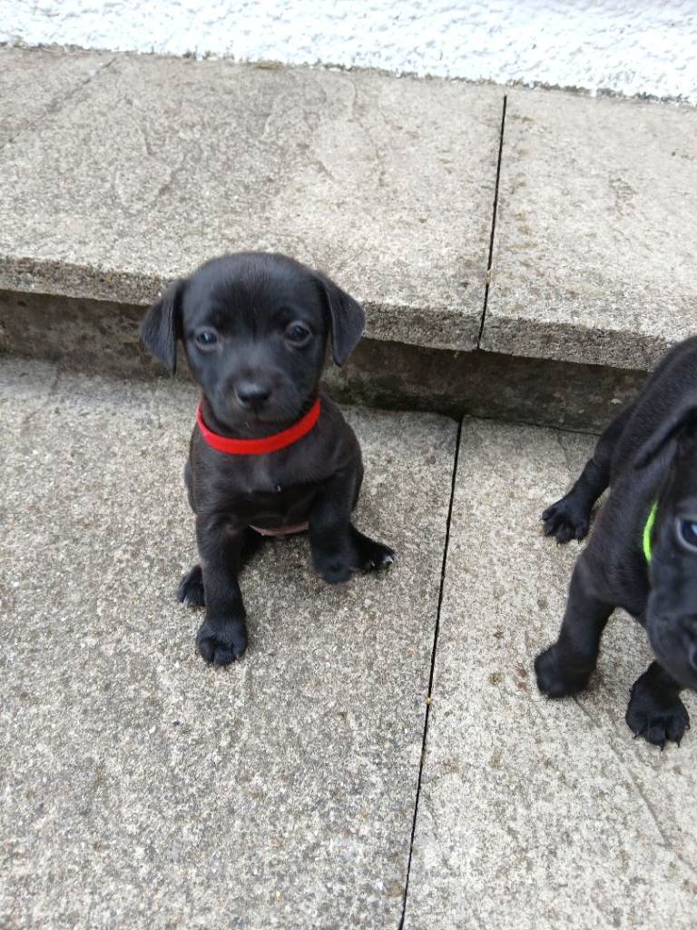 Patterdale Terrier 