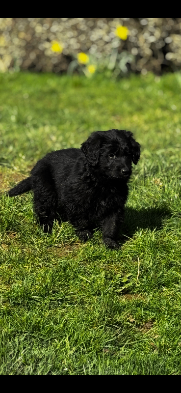 ⭐️ golden shepherd ⭐️