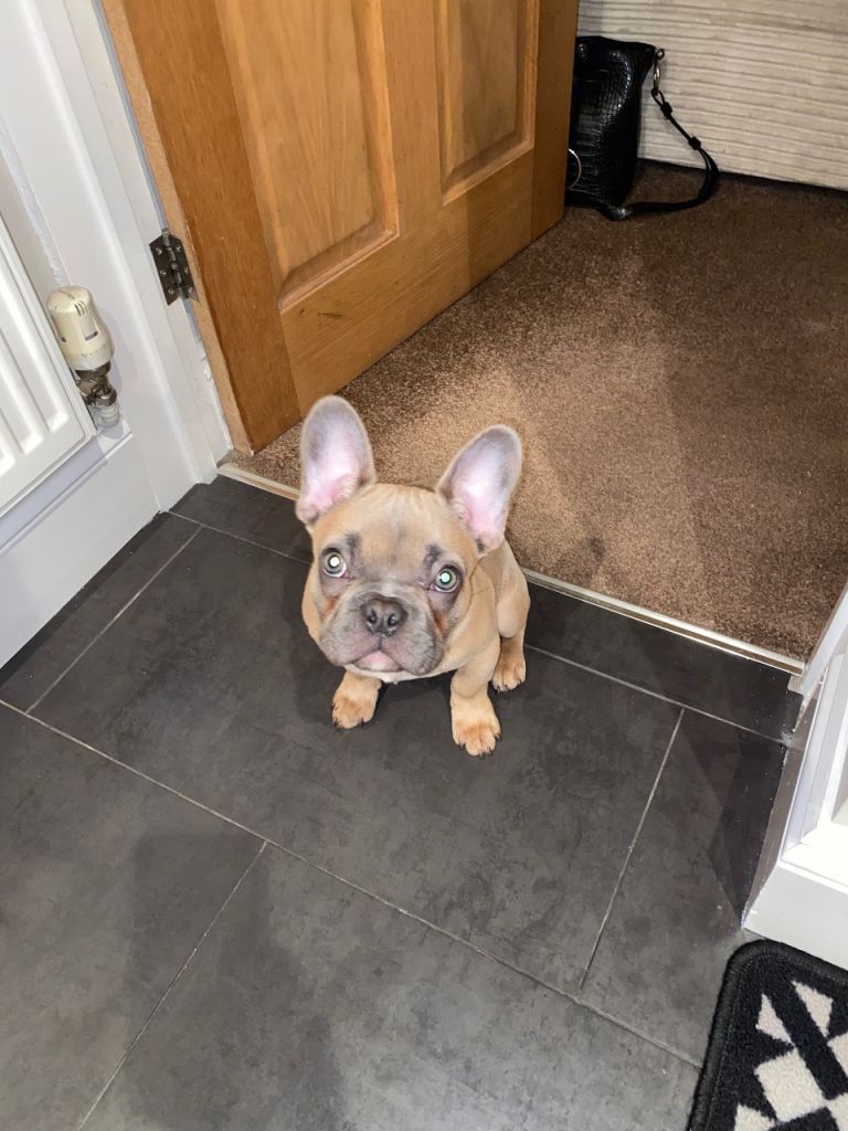 Frenchie French bulldog