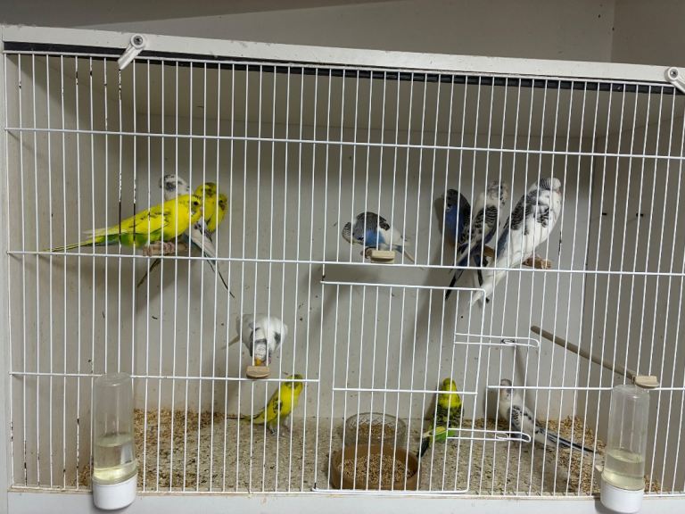 Baby Budgies 8 Weeks Old