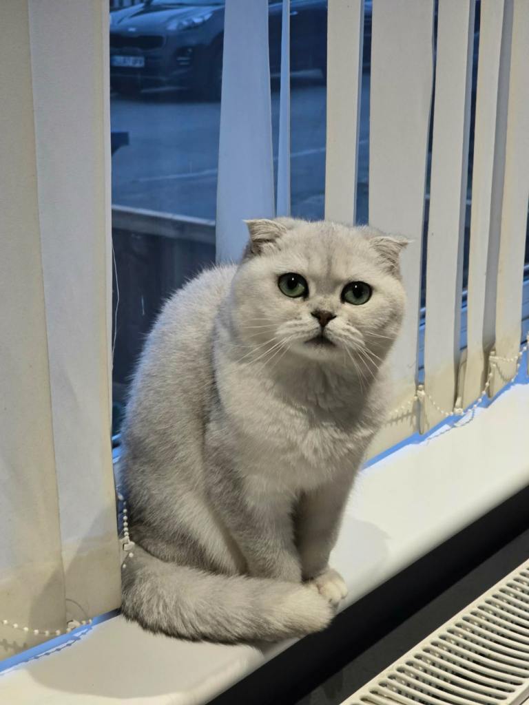 4years old cat 