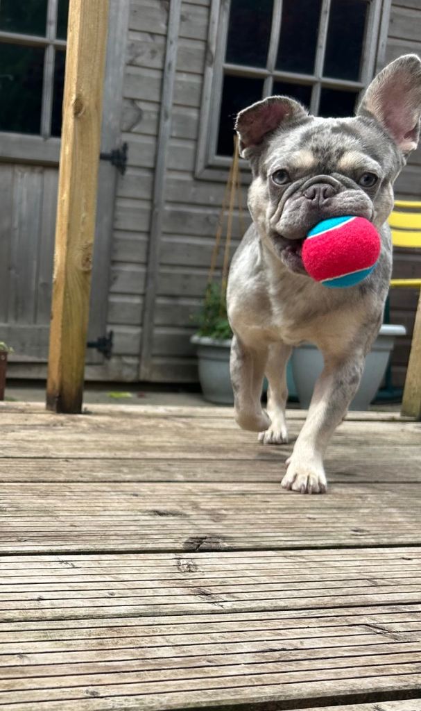 Gorgeous blue merle French bulldog 