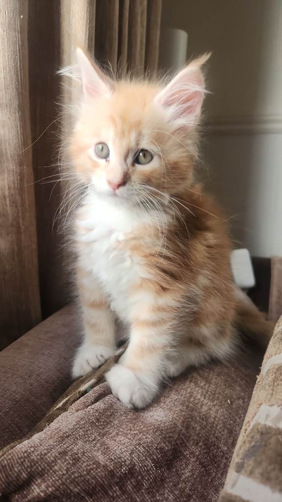 Maine coon boy full breed