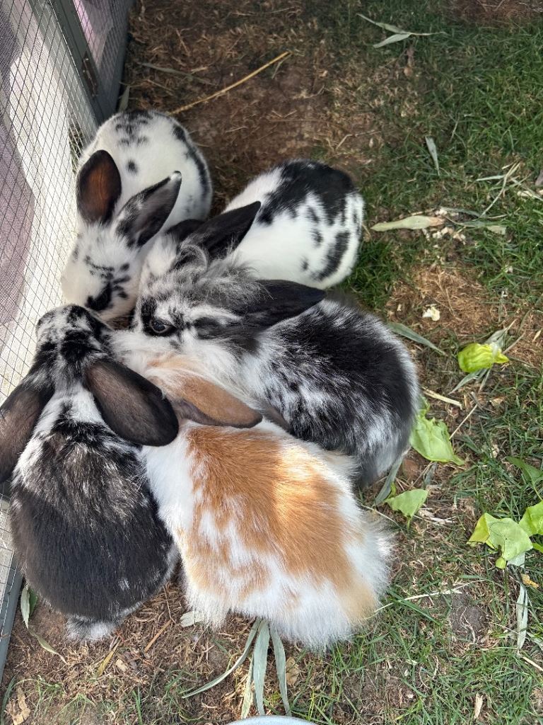 Mini lop baby rabbits