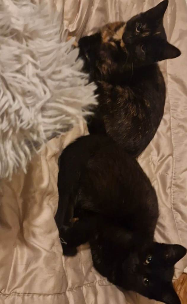 Kittens available for furever homes 😸 